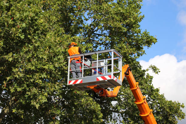 Best Dead Tree Removal  in Moundville, AL